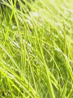 Portable Dog Poop Scoop with Bag Dispenser