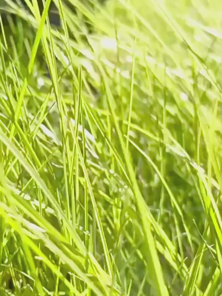 Portable Dog Poop Scoop with Bag Dispenser